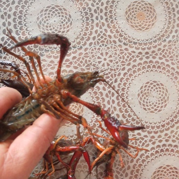 小龙虾