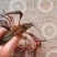小龙虾