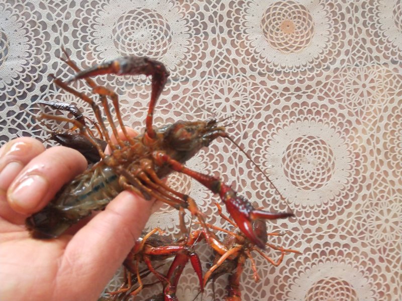 小龙虾