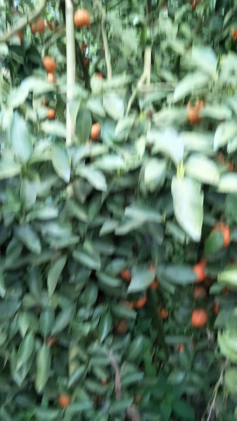 砂糖橘，马水桔，皇帝柑，沃柑