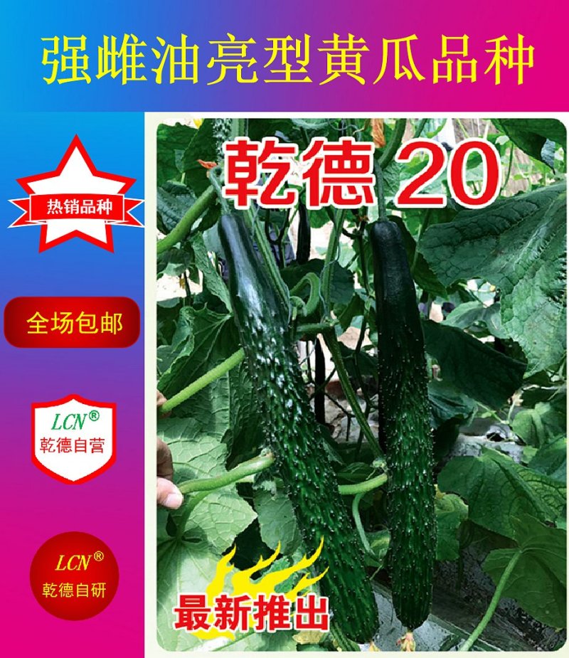 耐寒油亮密刺型黄瓜种子乾德20把短无腊粉