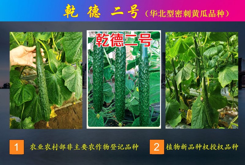 密刺黄瓜种子乾德二号春秋茬定植农业部登记品种