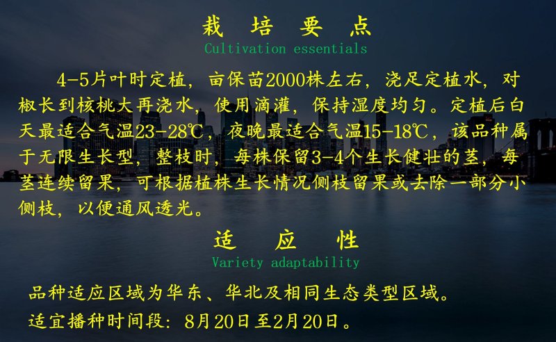 青方椒种子乾德绿先锋深绿色大型果果肉厚
