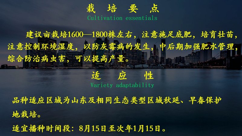 长茄种子乾德550绿萼绿把果皮黑紫色早熟
