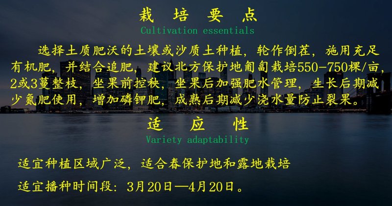 西瓜种子乾德新甜500粒/袋口感好抗病粉瓤
