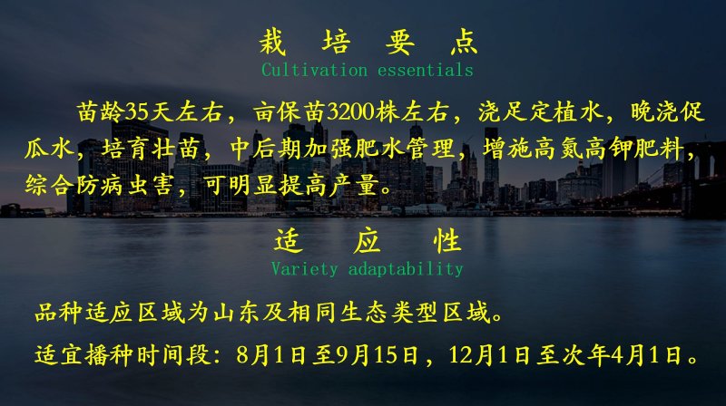 强雌油亮密刺黄瓜种子乾德777把短条直