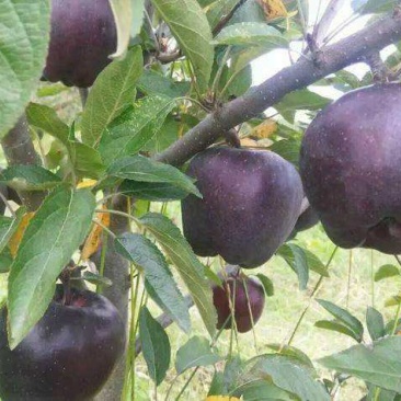 黑钻苹果树苗黑苹果树苗金帅苹果苗红富士苹果苗