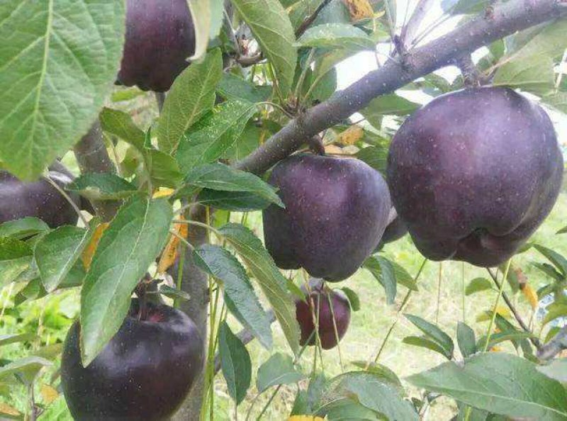 黑钻苹果树苗黑苹果树苗金帅苹果苗红富士苹果苗