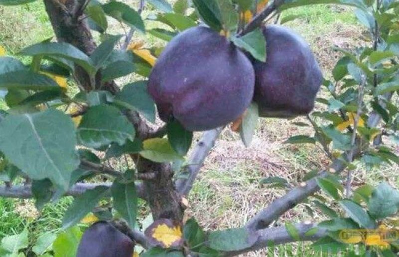黑钻苹果树苗黑苹果树苗金帅苹果苗红富士苹果苗