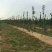 黑钻苹果树苗黑苹果树苗金帅苹果苗红富士苹果苗