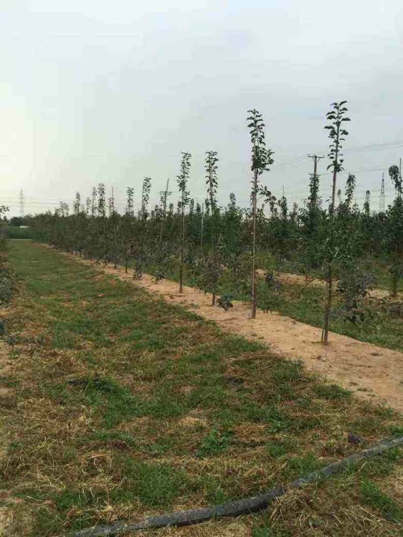 黑钻苹果树苗黑苹果树苗金帅苹果苗红富士苹果苗