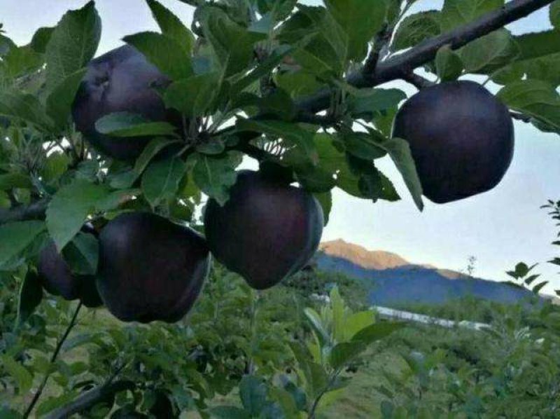 黑钻苹果树苗黑苹果树苗金帅苹果苗红富士苹果苗