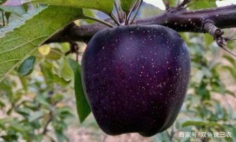 黑钻苹果树苗黑苹果树苗金帅苹果苗红富士苹果苗