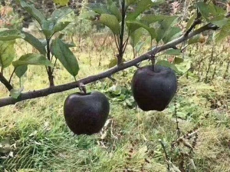 黑钻苹果树苗黑苹果树苗金帅苹果苗红富士苹果苗