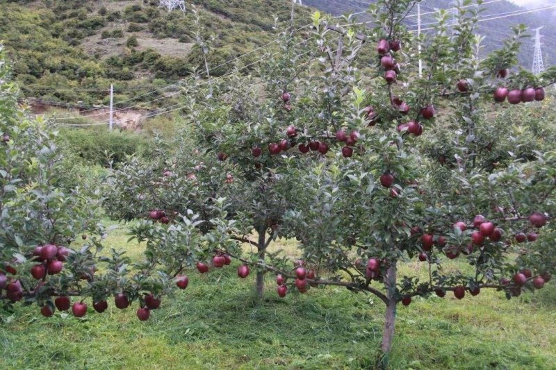 黑钻苹果树苗黑苹果树苗金帅苹果苗红富士苹果苗