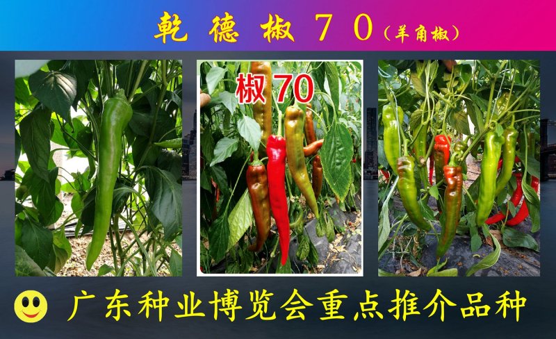 羊角椒种子乾德椒70黄绿皮尖椒肉厚口感好辣味浓