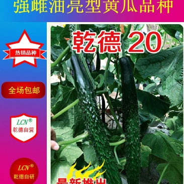 【包邮】乾德20早春秋延越冬强雌油亮黄瓜品种