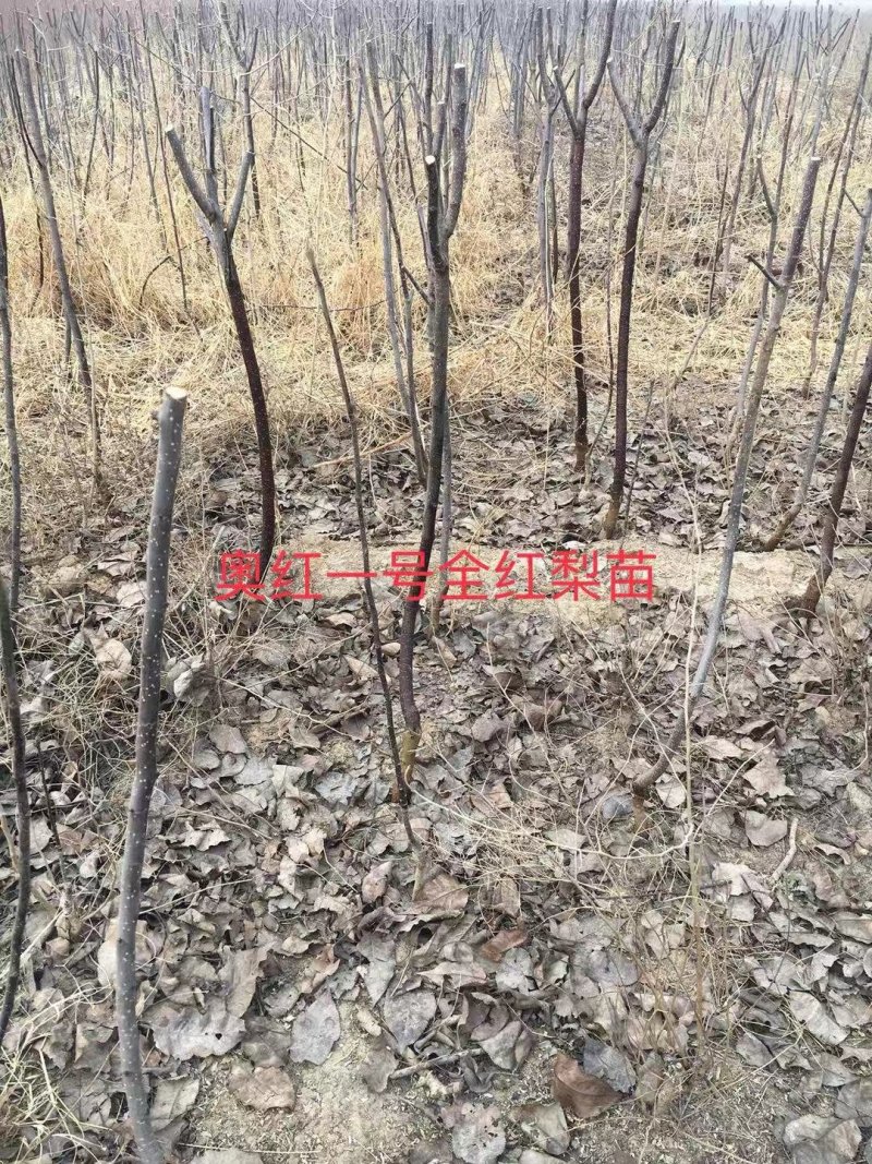 大量出售奥红一号全红梨苗规格齐全量大价优