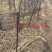 大量出售奥红一号全红梨苗规格齐全量大价优