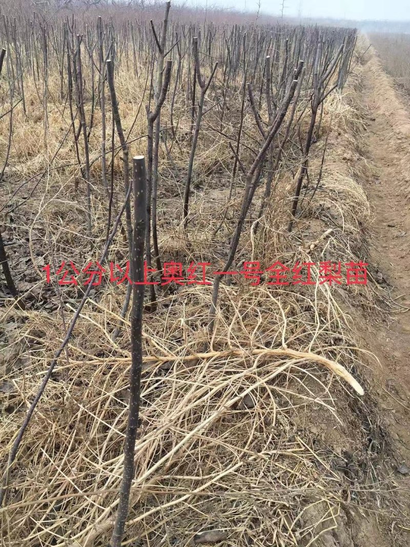 大量出售奥红一号全红梨苗规格齐全量大价优