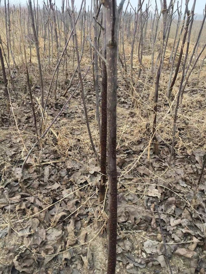 大量出售奥红一号全红梨苗规格齐全量大价优