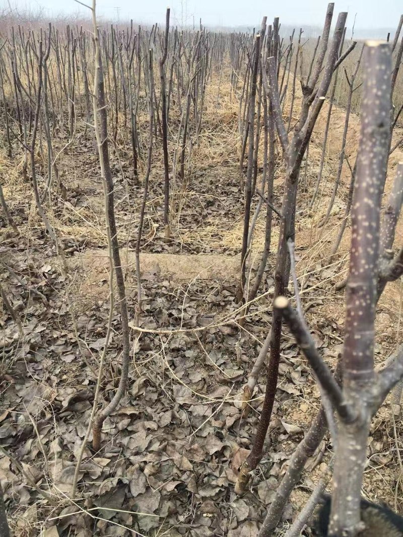 大量出售奥红一号全红梨苗规格齐全量大价优