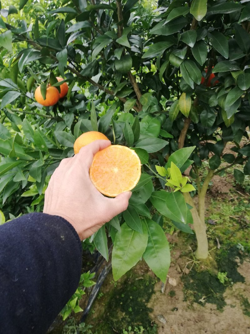 091无核沃柑一级苗百株包邮正品保障（免费技术支持）