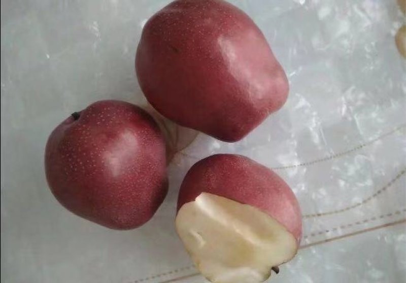 大量出售奥红一号全红梨苗规格齐全量大价优