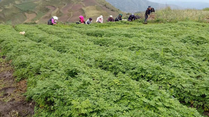 甘肃岷县无硫当归头片1.0筛产地直发保质保量欢迎随时订购