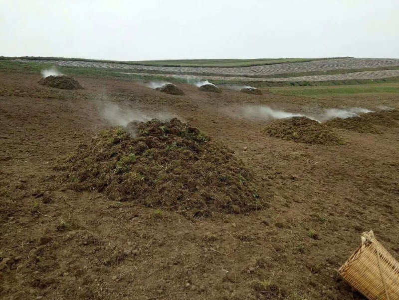 甘肃岷县无硫当归头片1.0筛产地直发保质保量欢迎随时订购