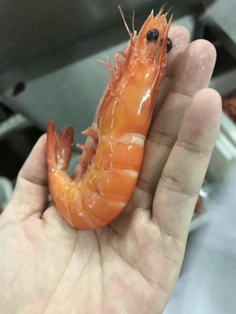 斑节虾