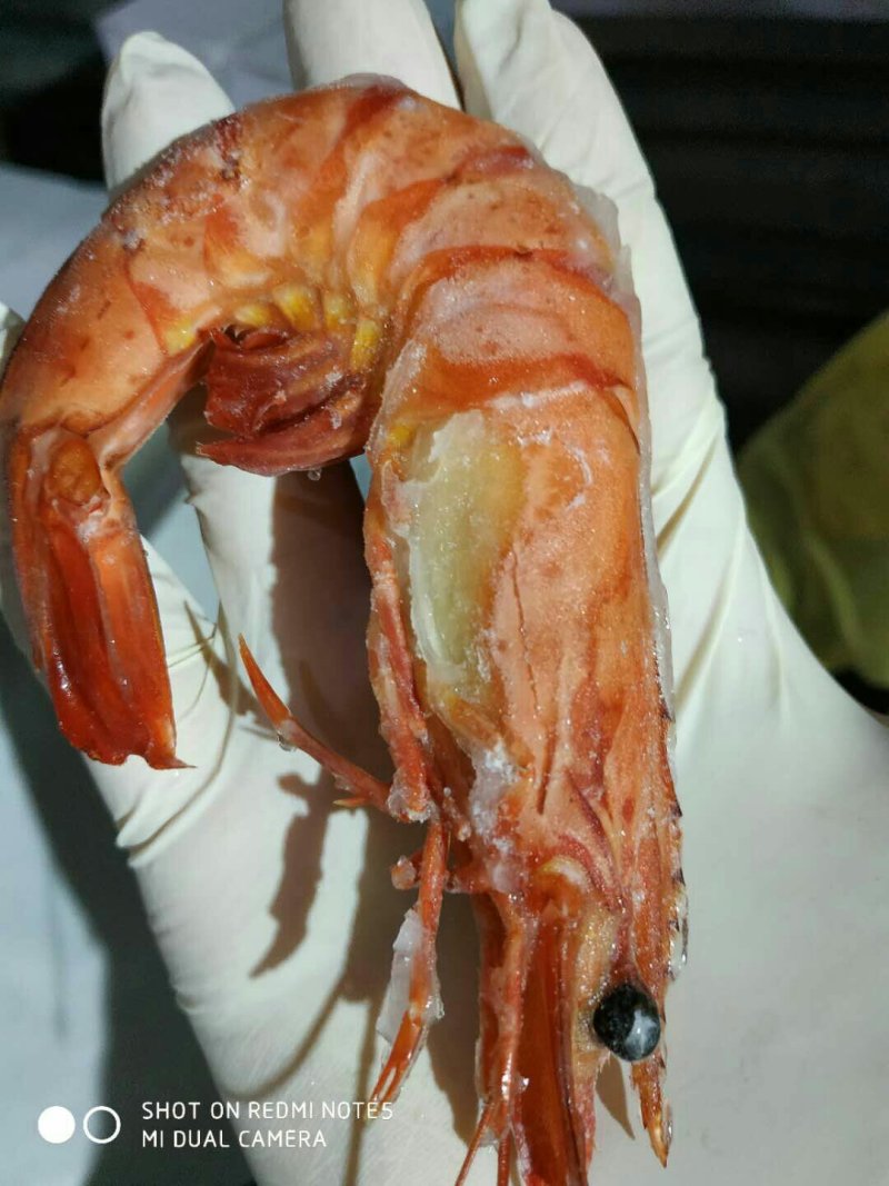 斑节虾
