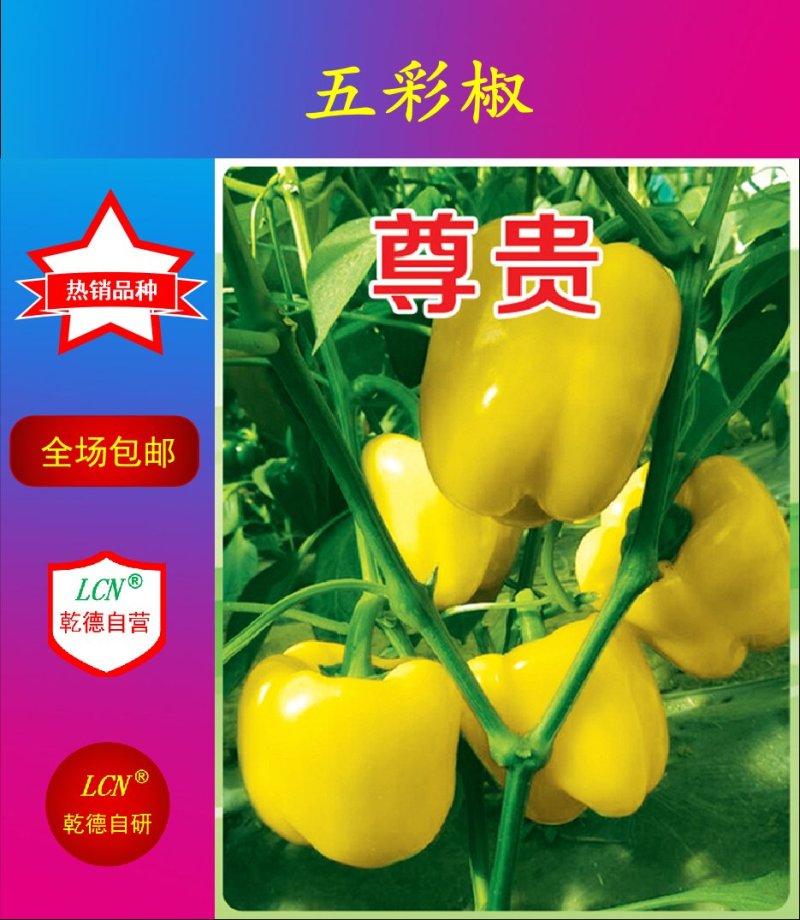 太空椒黄彩椒种子乾德尊贵甜椒早熟肉厚转色快