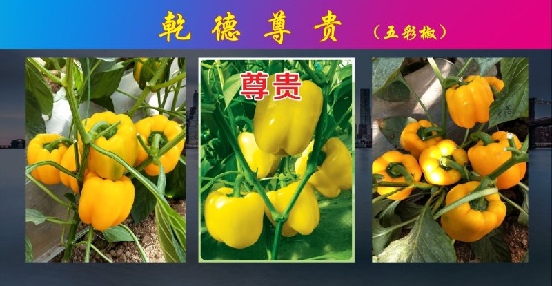 太空椒黄彩椒种子乾德尊贵甜椒早熟肉厚转色快