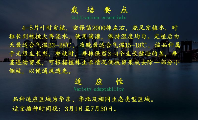 太空椒黄彩椒种子乾德尊贵甜椒早熟肉厚转色快