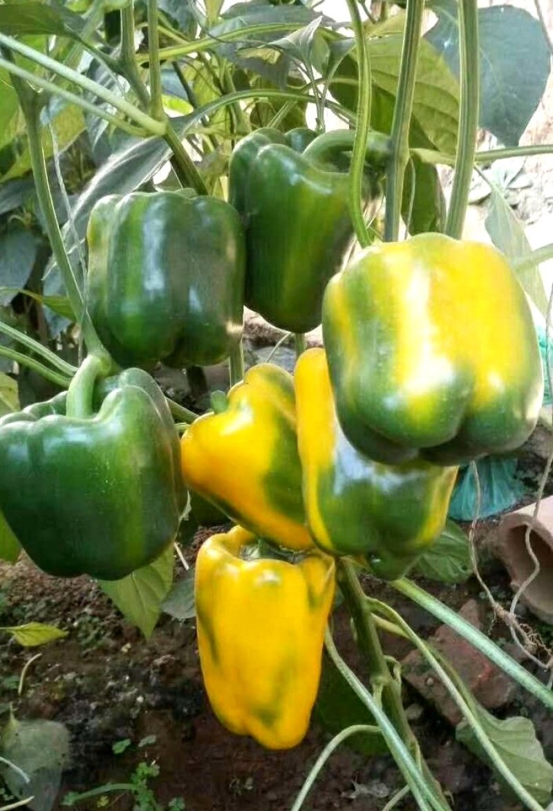 太空椒黄彩椒种子乾德尊贵甜椒早熟肉厚转色快