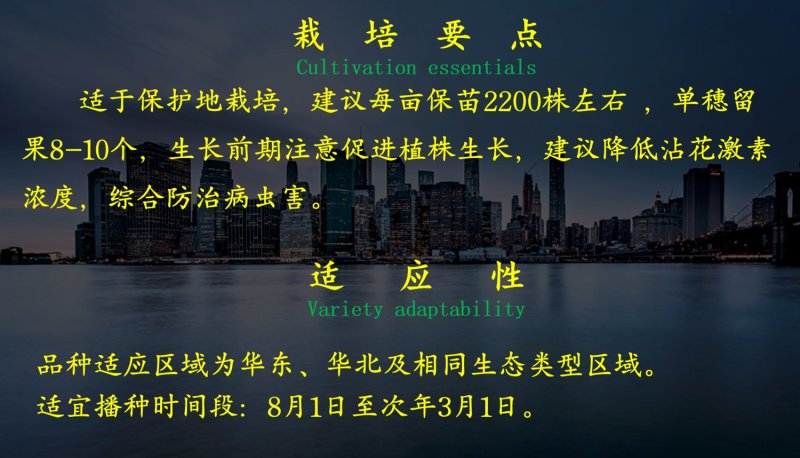 粉樱桃番茄种子乾德闺蜜圆形口感好抗病性好