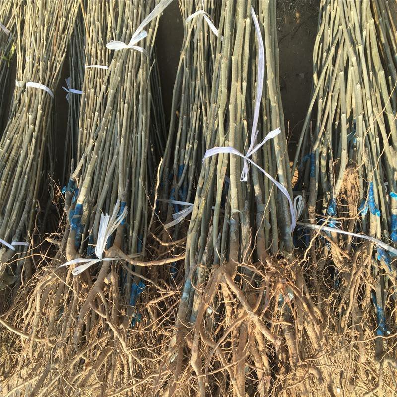 板栗树嫁接苗：大红袍板栗苗：油粟苗：迁西板栗苗