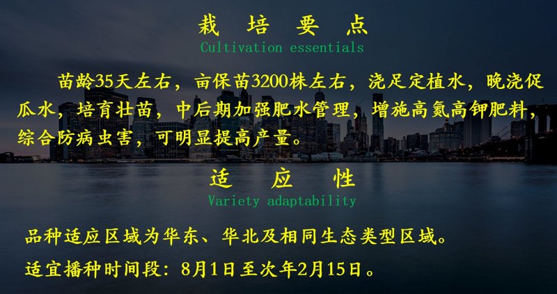 全雌油亮型黄瓜种子乾德全亮冬耐寒性好抗病好