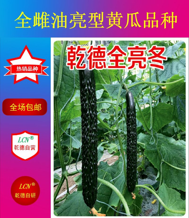 全雌油亮型黄瓜种子乾德全亮冬耐寒性好抗病好