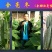 全雌油亮型黄瓜种子乾德全亮冬耐寒性好抗病好