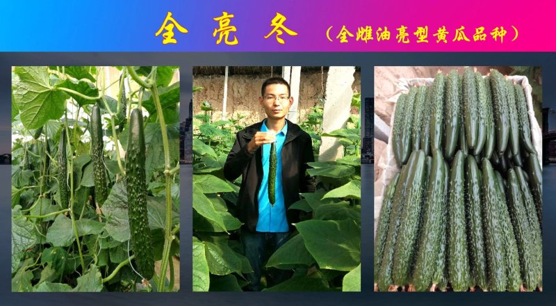 全雌油亮型黄瓜种子乾德全亮冬耐寒性好抗病好