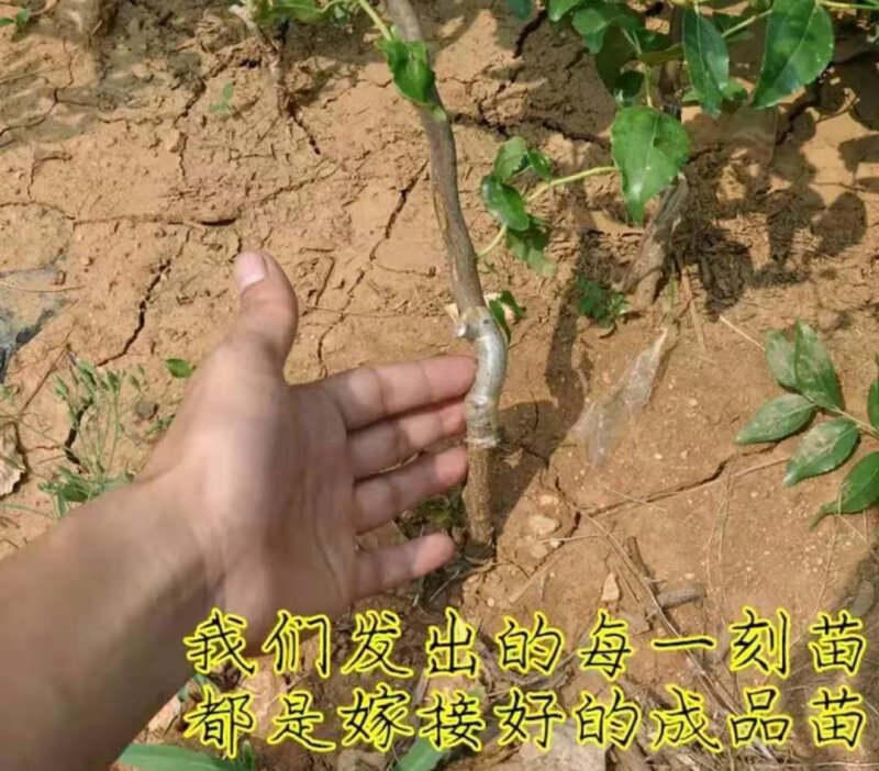 冬枣树苗【速生生长速度结果快】成活率高耐寒耐旱