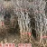 冬枣树苗【速生生长速度结果快】成活率高耐寒耐旱