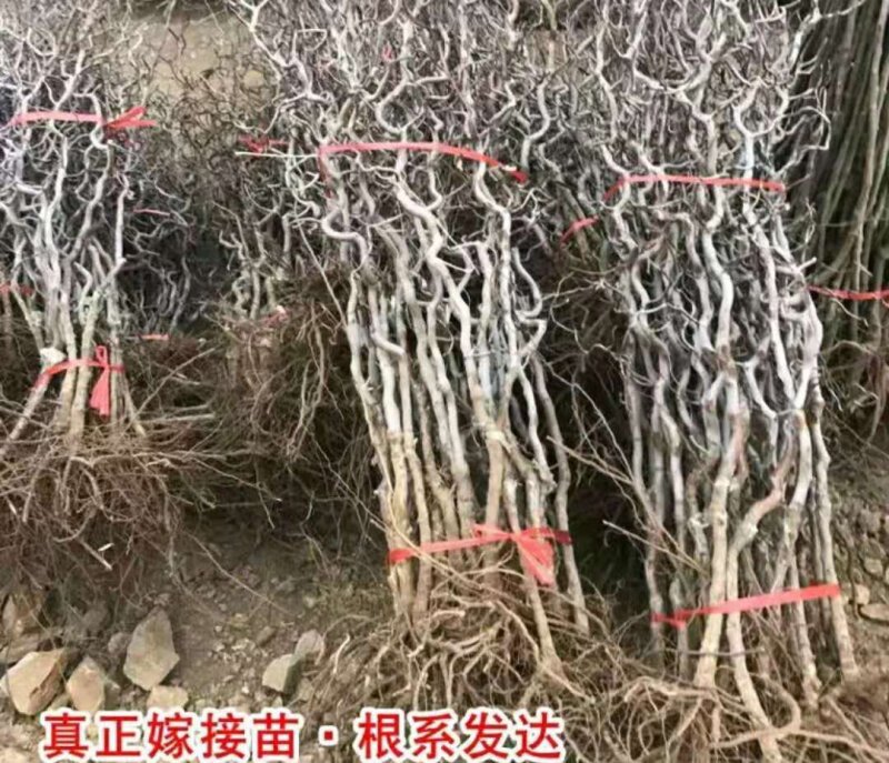 冬枣树苗【速生生长速度结果快】成活率高耐寒耐旱