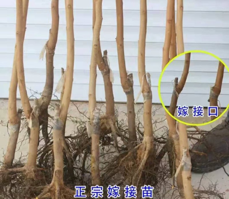 柿子树苗【速生生长速度结果快】成活率高耐寒耐旱
