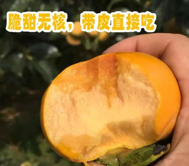 柿子树苗【速生生长速度结果快】成活率高耐寒耐旱