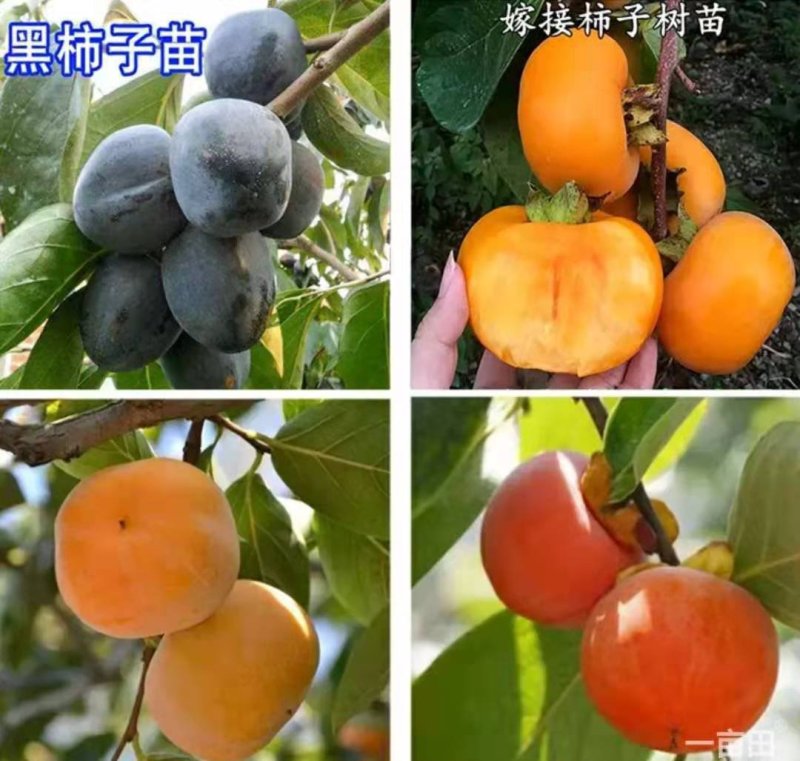 柿子树苗【速生生长速度结果快】成活率高耐寒耐旱