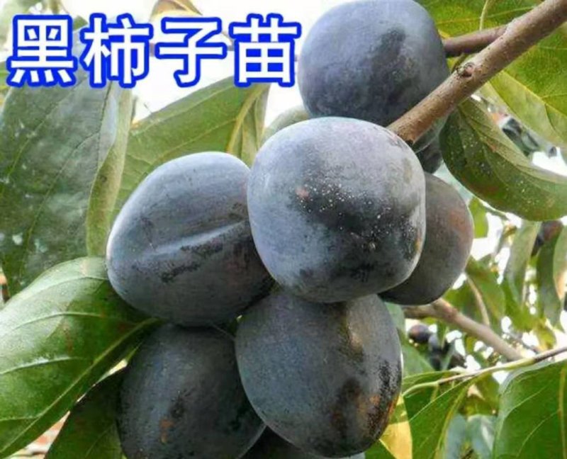 柿子树苗【速生生长速度结果快】成活率高耐寒耐旱