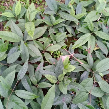 黑老虎